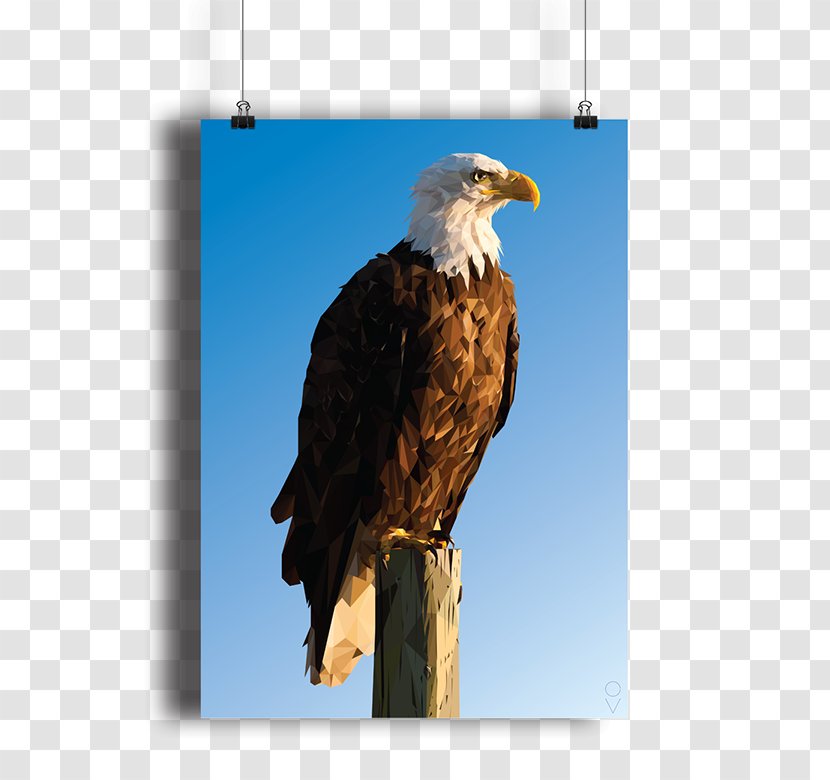 Bald Eagle Bird Hawk Low Poly - Beak Transparent PNG