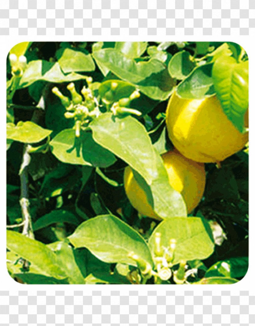 Bergamot Essential Oil Aromatherapy Orange - Food Transparent PNG