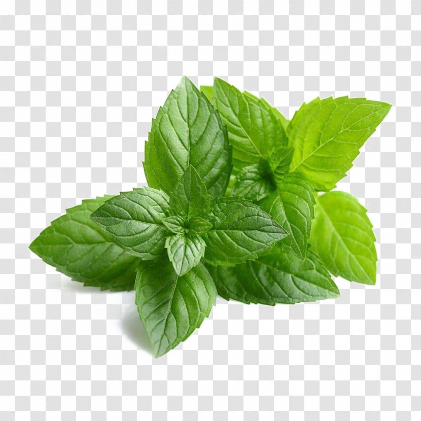 Essential Oil Herb Tooth Whitening Peppermint Aromatherapy - Basil Mint Transparent PNG