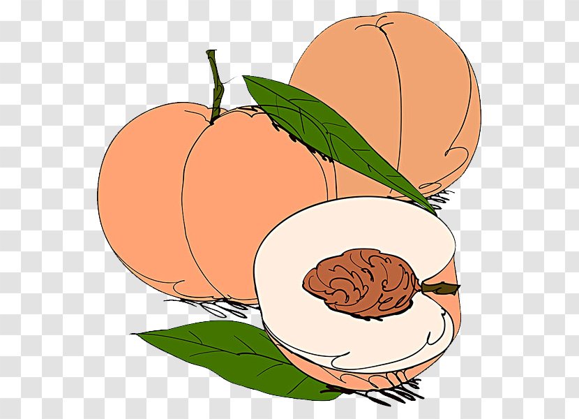 Fruit Apricot Peach Stock Photography Illustration - Pumpkin Transparent PNG