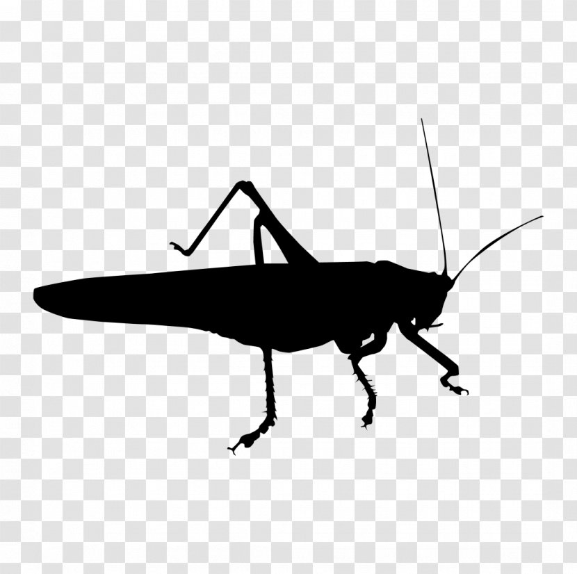 Insect Tettigonia Viridissima Tettigoniinae Cricket Cockroach - Pest - Roach Transparent PNG