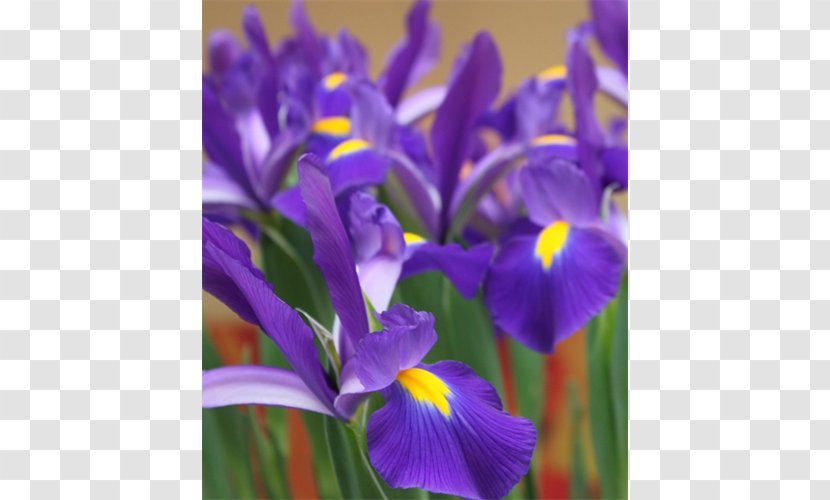 Northern Blue Flag Irises - Flower - Squill Transparent PNG