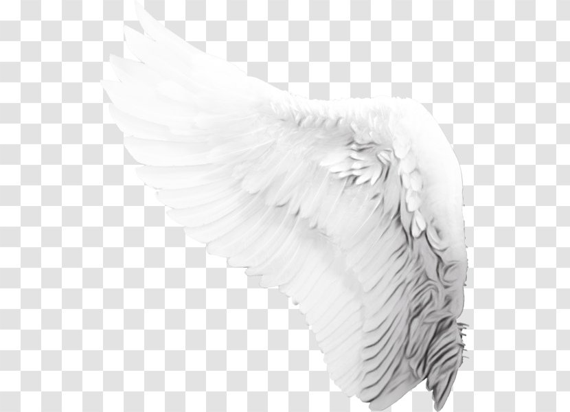 Angel Cartoon - Feather - Headgear Quill Transparent PNG