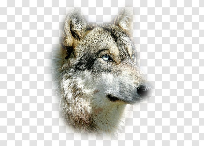Saarloos Wolfdog Czechoslovakian Coyote Siberian Husky Alaskan Tundra Wolf - Wildlife - Kurt Resmi Transparent PNG
