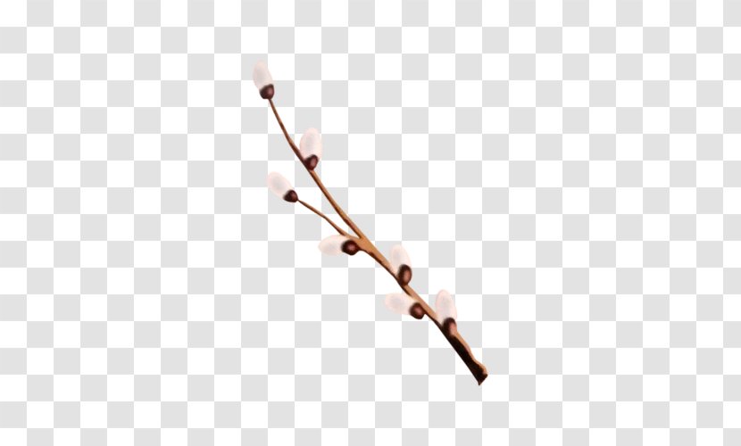 Branch Willow Flower Clip Art - Photography - Peach Branches Transparent PNG