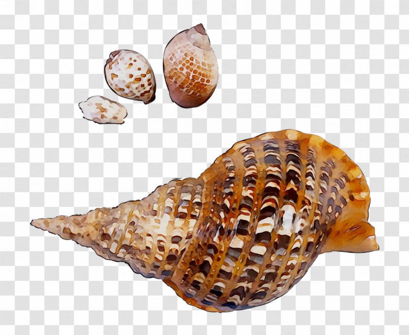 Cockle Seashell Conchology Snail Transparent PNG