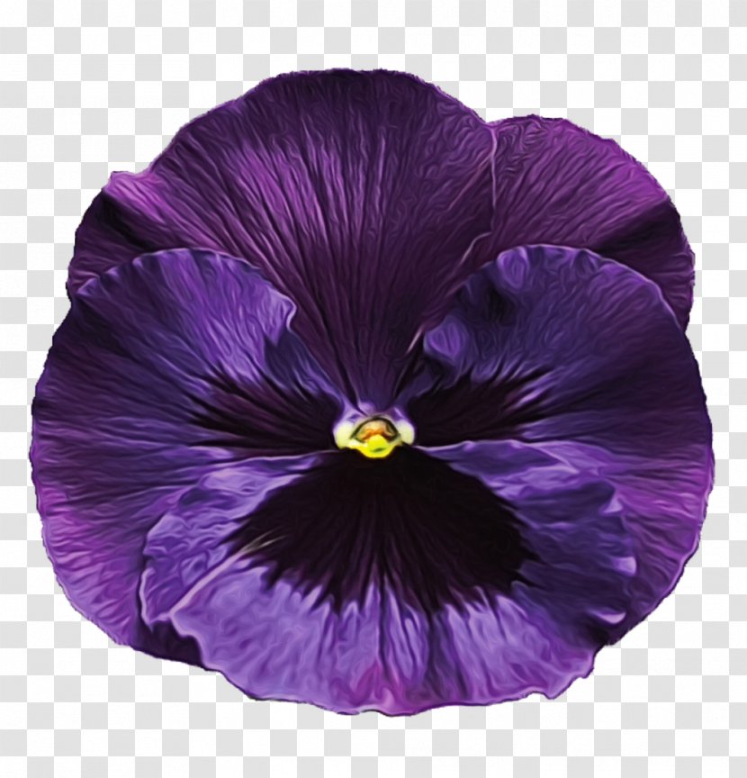 Violet Purple Petal Flower Plant - Flowering - Morning Glory Viola Transparent PNG