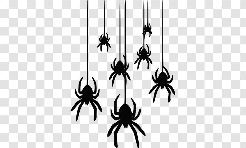 Spider Web - Flora Transparent PNG
