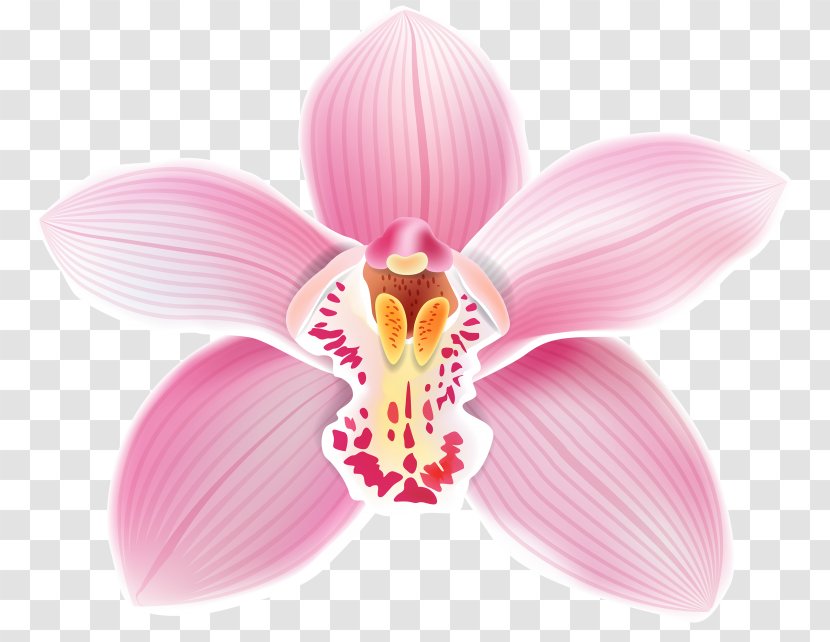 Flower Moth Orchids Clip Art - Orchid Transparent PNG