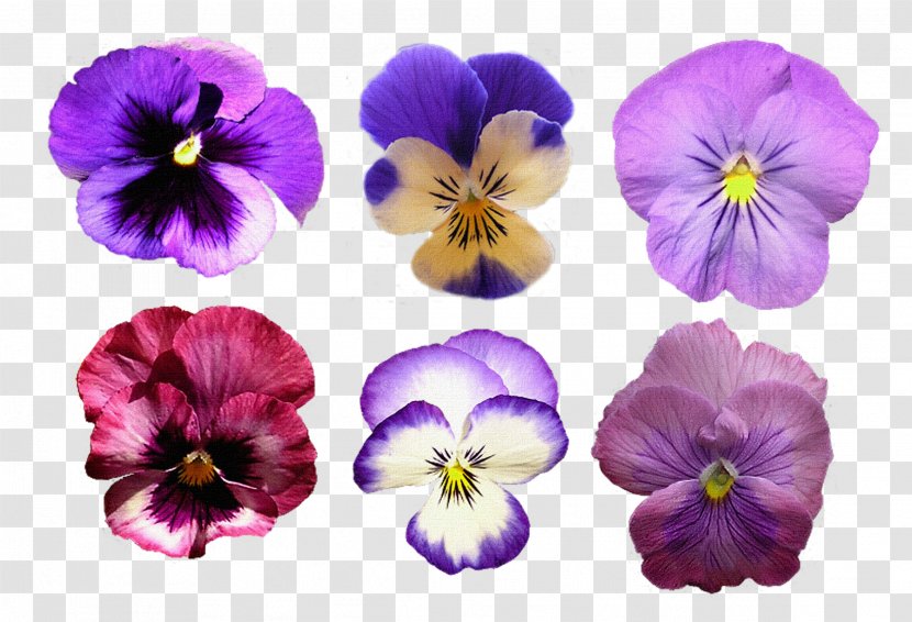 Pansy Clip Art - Digital Image - Petal Transparent PNG