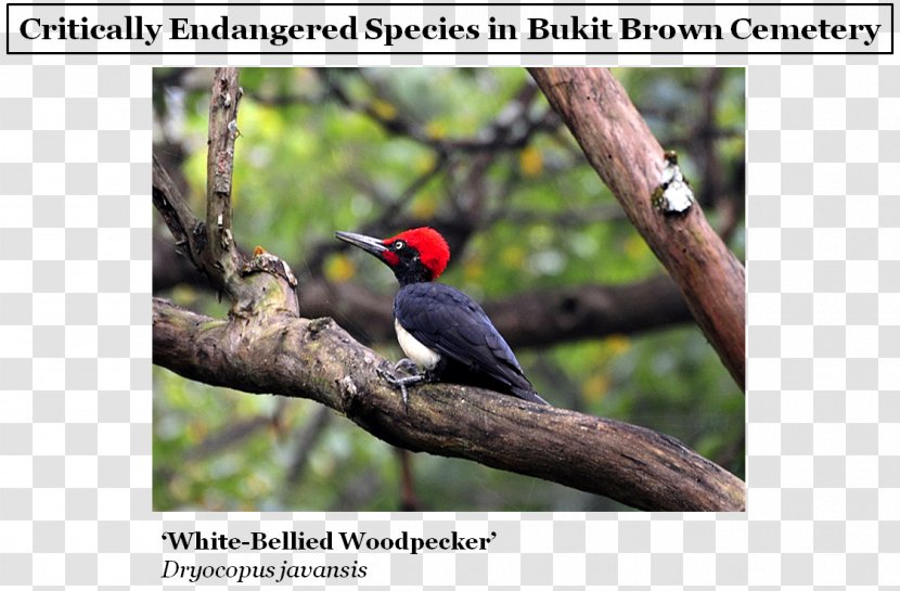 White-bellied Woodpecker Toucan Critically Endangered Red Data Book Of The Russian Federation - Bird Transparent PNG