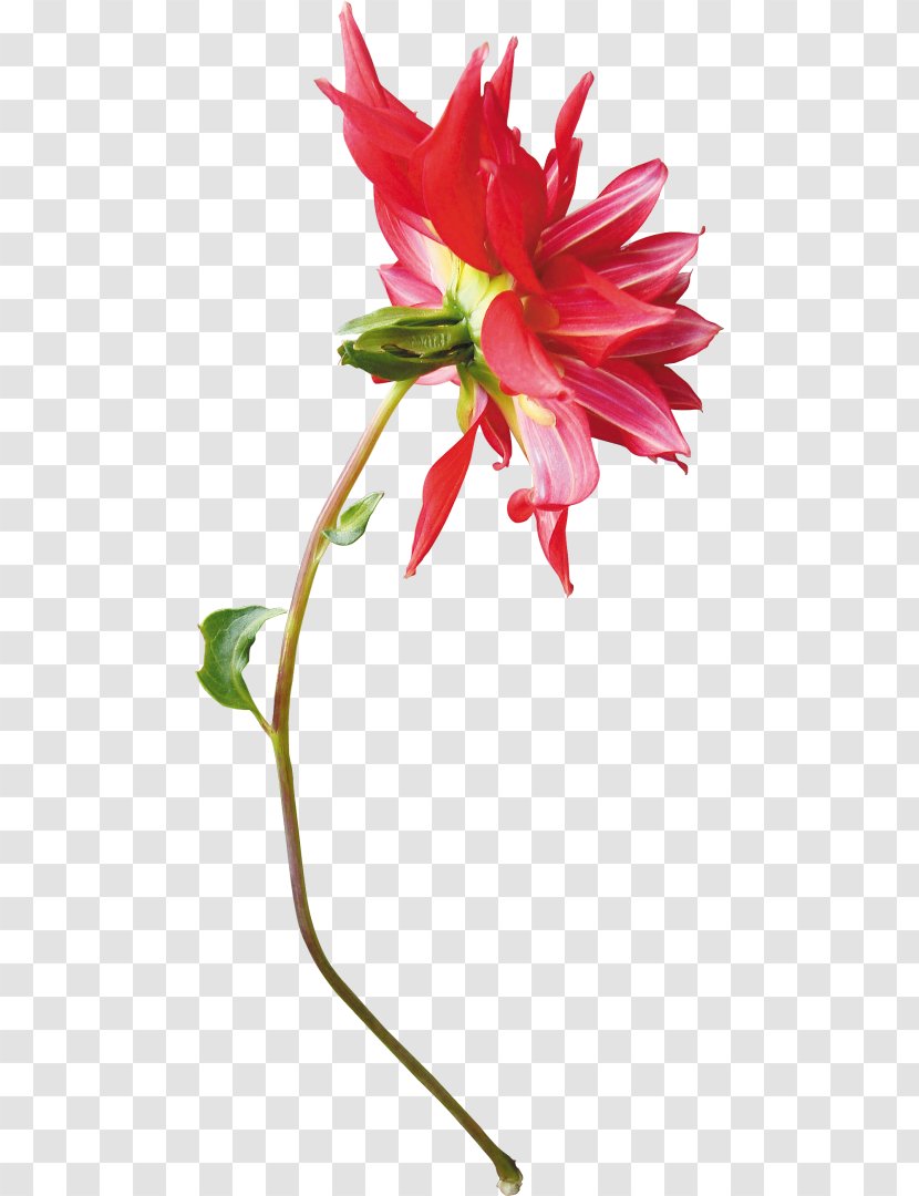 Floral Design Cut Flowers Dahlia Flowerpot - Plant Stem - Flower Transparent PNG
