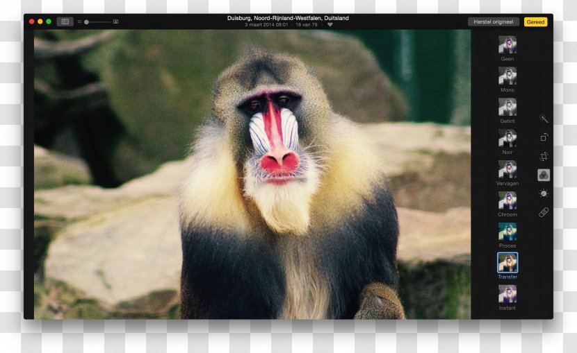 Cercopithecidae Old World Fauna Video Wildlife - Monkey - Mac Book Filters Transparent PNG