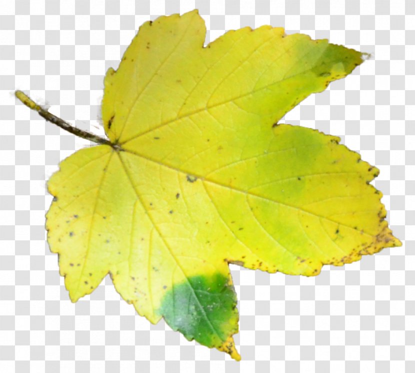 DeviantArt Leaf - Maple Transparent PNG