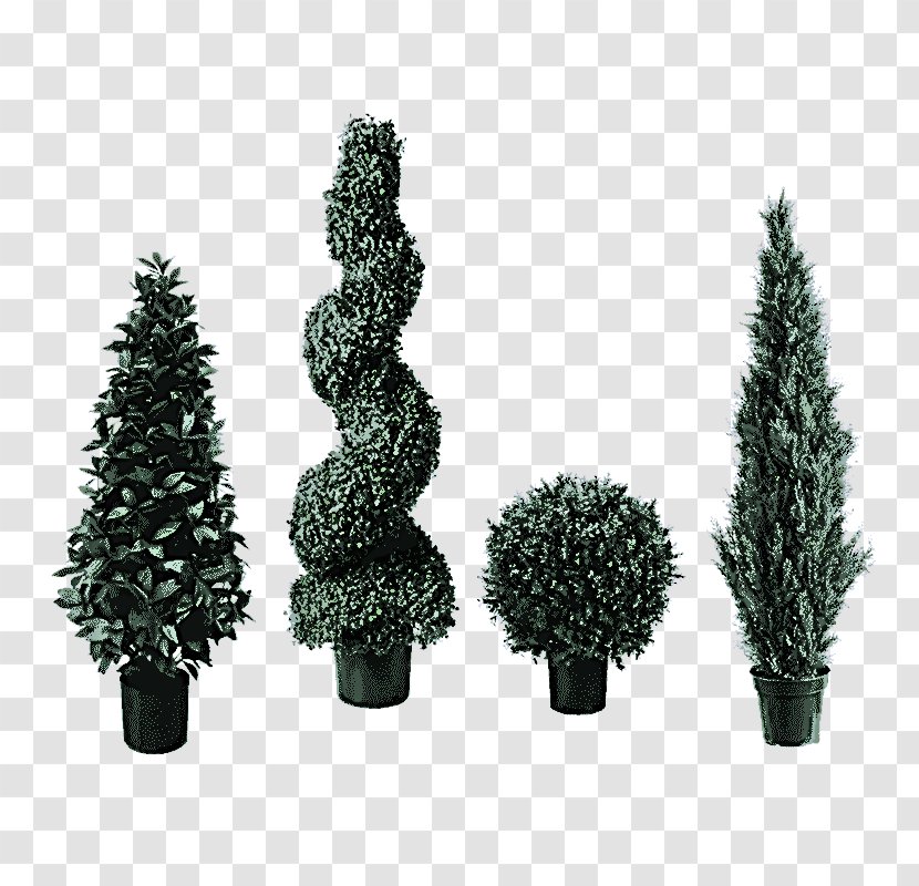 Shortleaf Black Spruce Balsam Fir Colorado Canadian White Pine - Plant Lodgepole Transparent PNG