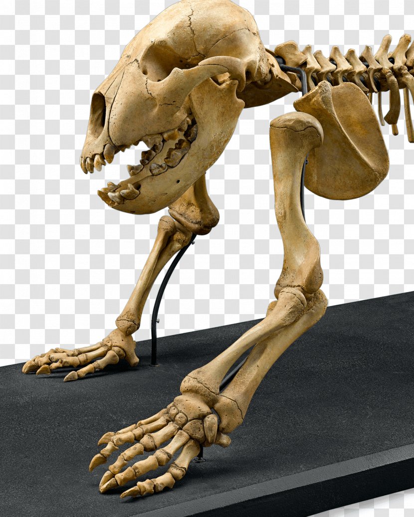 Cave Bear Skeleton Bone Skull East Siberian Brown - Bears Transparent PNG