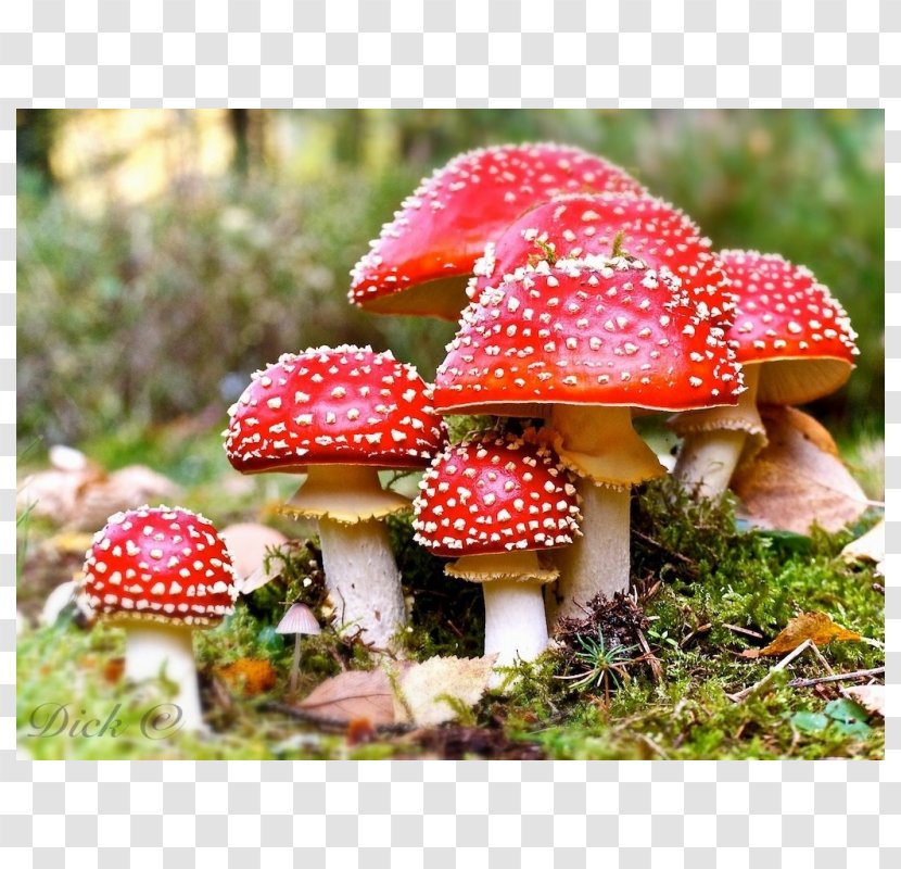 Amanita Muscaria Death Cap Edible Mushroom Fungus - Coprinus Transparent PNG
