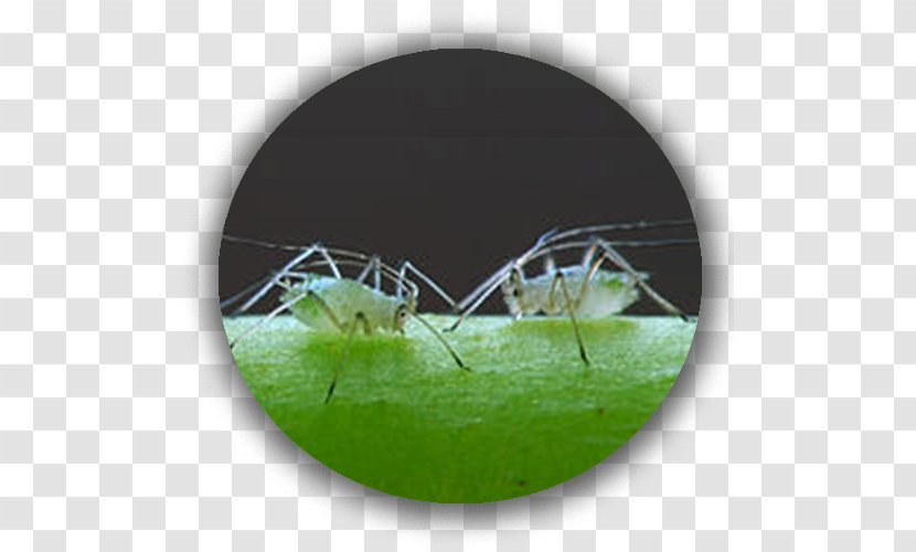 Aphid Insect Plant Green Stink Bug Garden - Pest - Pomme De Terre Transparent PNG