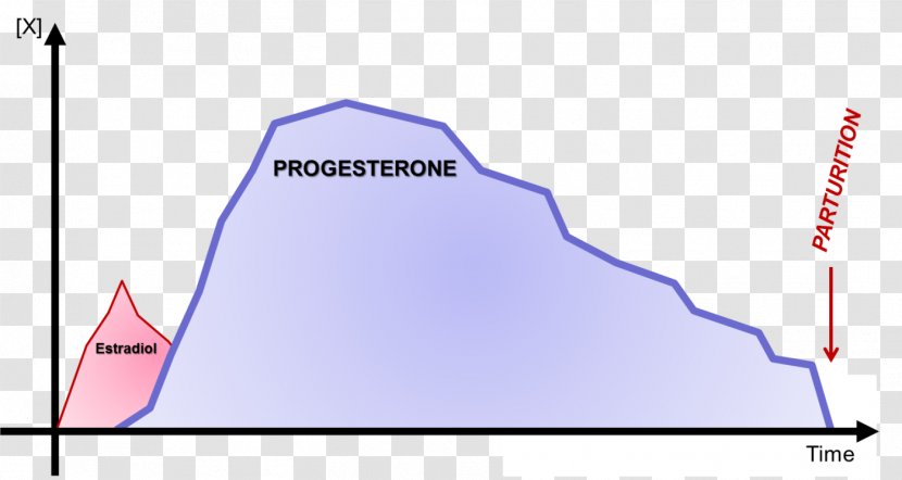 Estradiol Progesterone Fertility Estrogen Ovulation - Luteal Phase - Bitch Transparent PNG