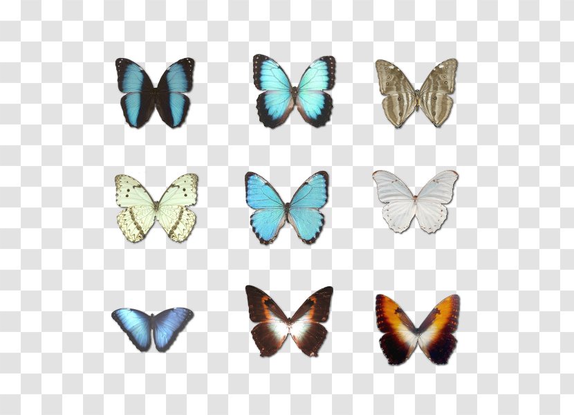 Character Structure Download - Personality - Butterfly Transparent PNG
