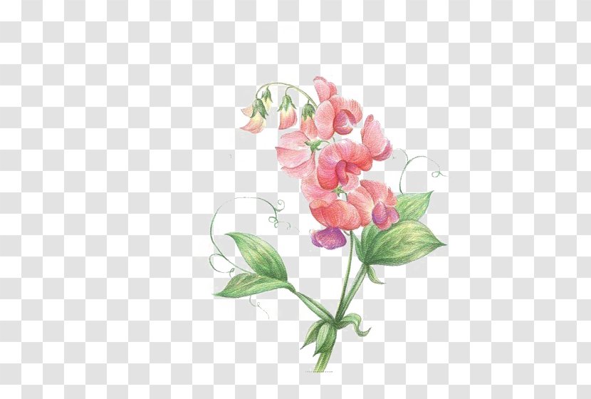 Sweet Pea Flower Icon - Flora Transparent PNG