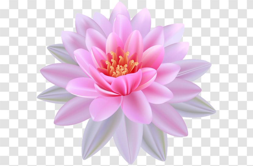 Egyptian Lotus Nelumbo Nucifera Lilium Clip Art - Magenta - Water Lily Transparent PNG