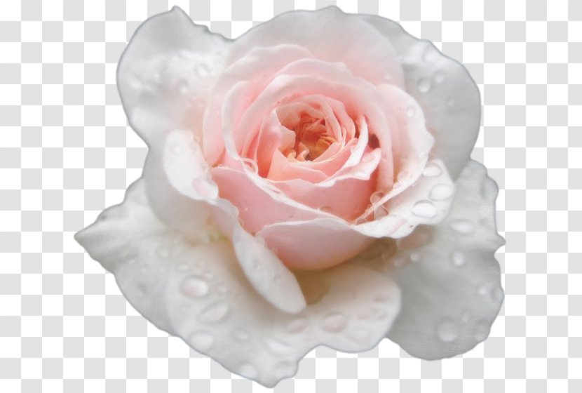 Garden Roses Centifolia Floribunda Flower Paper - Rose Family Transparent PNG