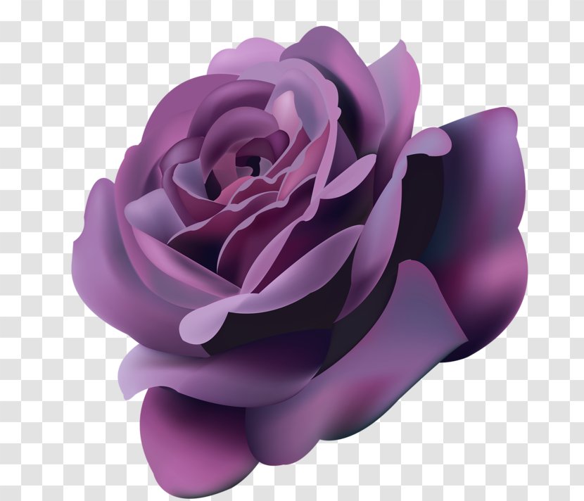 Rose Flower Purple Violet - Order Transparent PNG