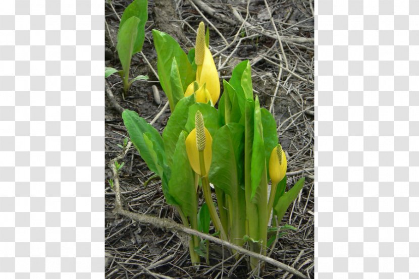 Western Skunk Cabbage Eastern Lysichiton Camtschatcensis Perennial Plant - Seed Transparent PNG
