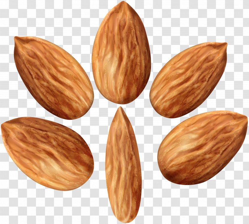 Clip Art Nut Image Vector Graphics - Nuts Seeds - Ground Transparent PNG