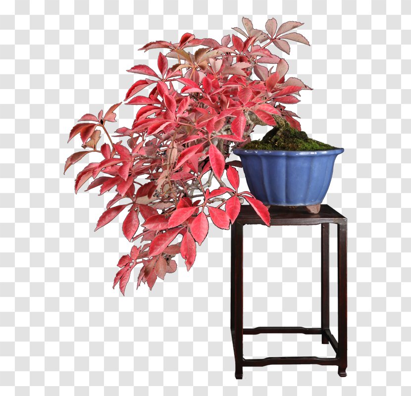 Flowerpot Houseplant Leaf Tree - Plum Blossom Bonsai Transparent PNG