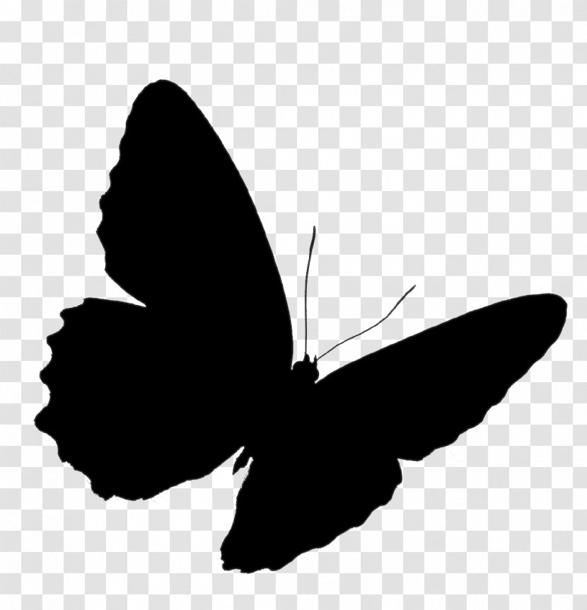 Brush-footed Butterflies Swallowtail Butterfly Old World Insect - Swallowtails Transparent PNG