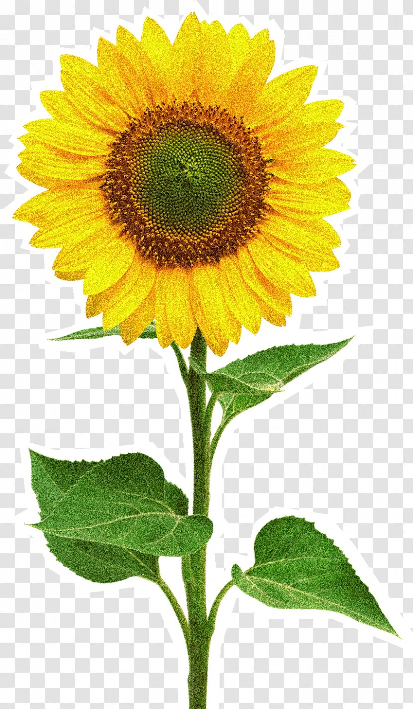 Common Sunflower Stock Photography Royalty-free Transparent PNG