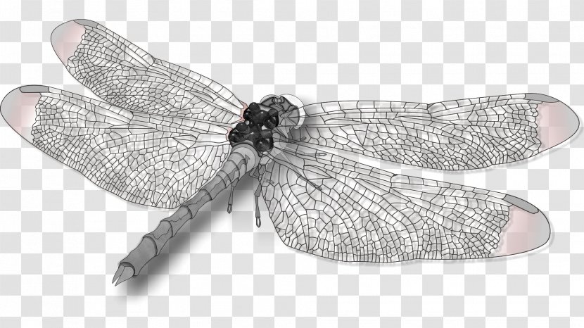 Dragonfly Insect Wing Butterfly - Invertebrate Transparent PNG