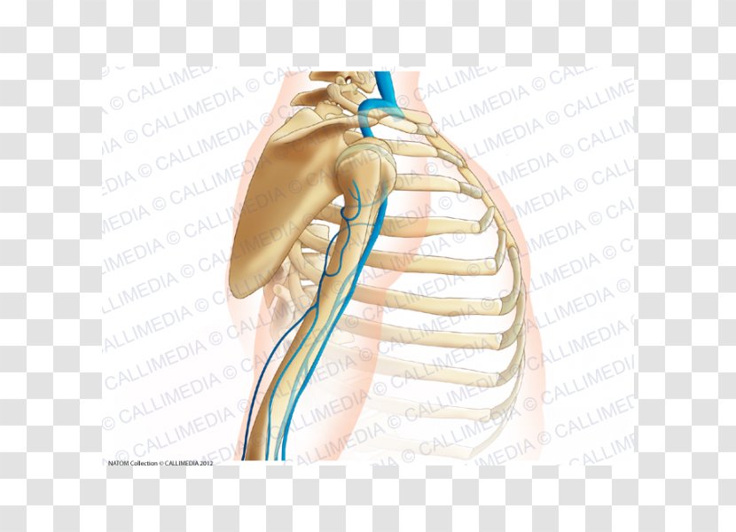 Shoulder Thumb Vein Arm Augšdelms - Heart Transparent PNG