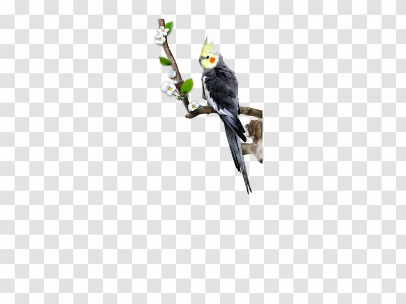 Parrot Bird Beak - Pug - Standing On The Branches Parrots, Animals, Birds Transparent PNG