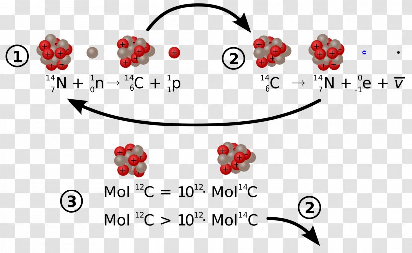 Carbon-14 Radiocarbon Dating Radioactive Decay Carbon-12 - Watercolor - Half Life Transparent PNG