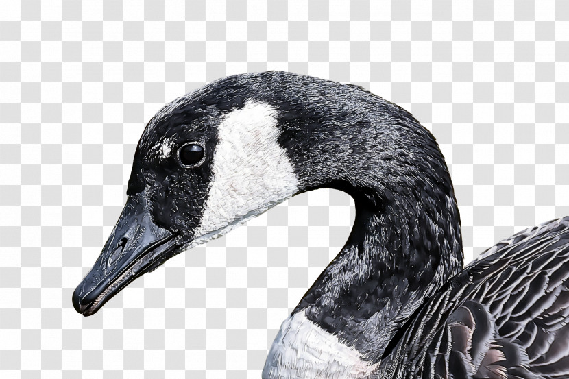 Goose Wild Animal Transparent PNG