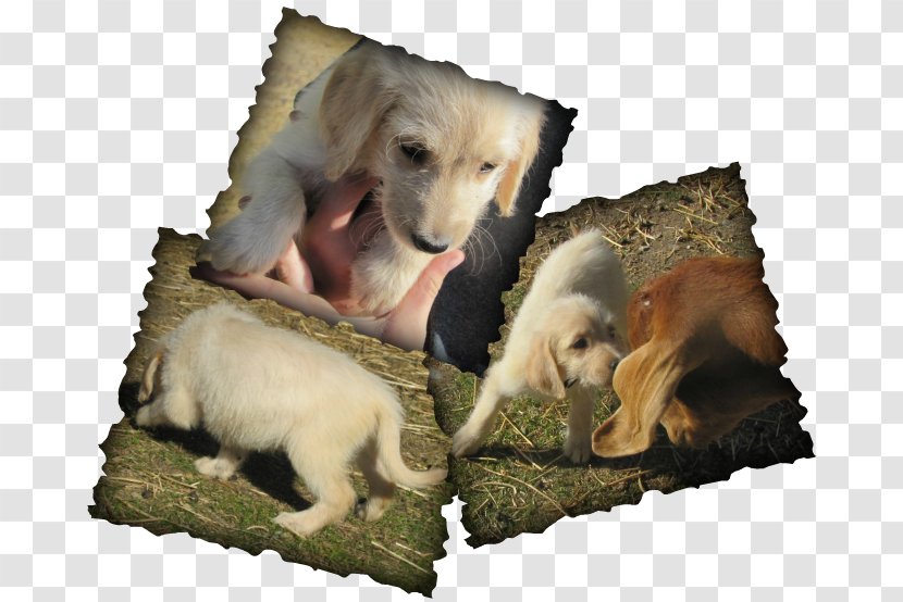 Dog Breed Snout Wildlife Transparent PNG