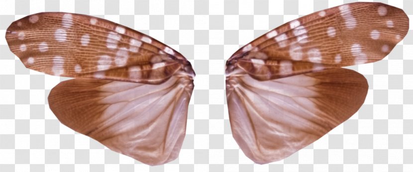 Butterfly Insect Wing - Pollinator Transparent PNG