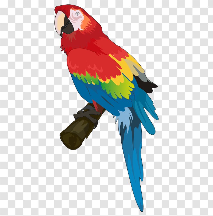 Budgerigar Hotel Parrots Bird - Parrot Transparent PNG