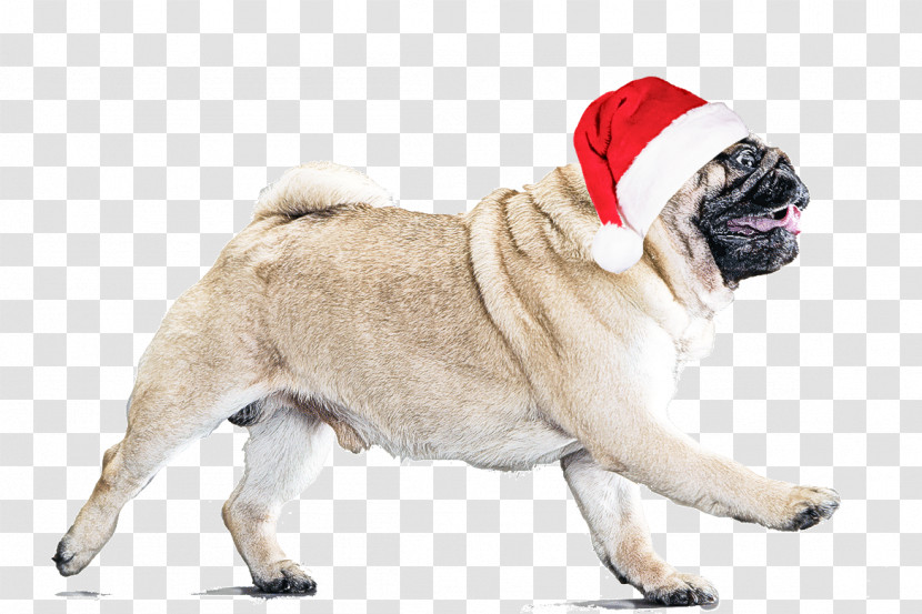 Dog Pug Snout Companion Dog Sporting Group Transparent PNG