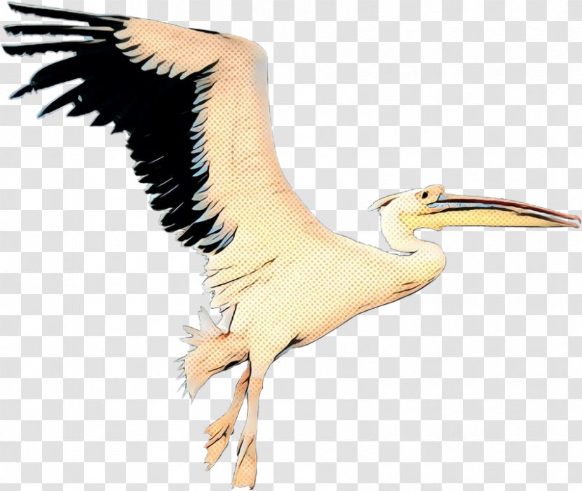 Crane Bird - Pelican - Wildlife White Transparent PNG