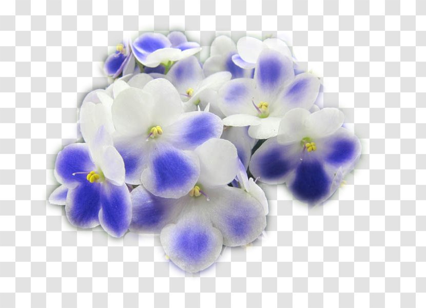 Bead Scorpion Grasses - Flower - Violet Transparent PNG