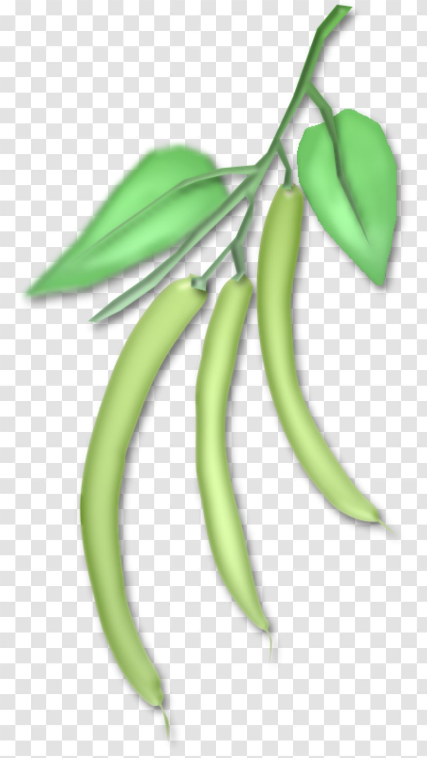 Fruit Vegetable Drawing Plant Stem Skunk Transparent PNG