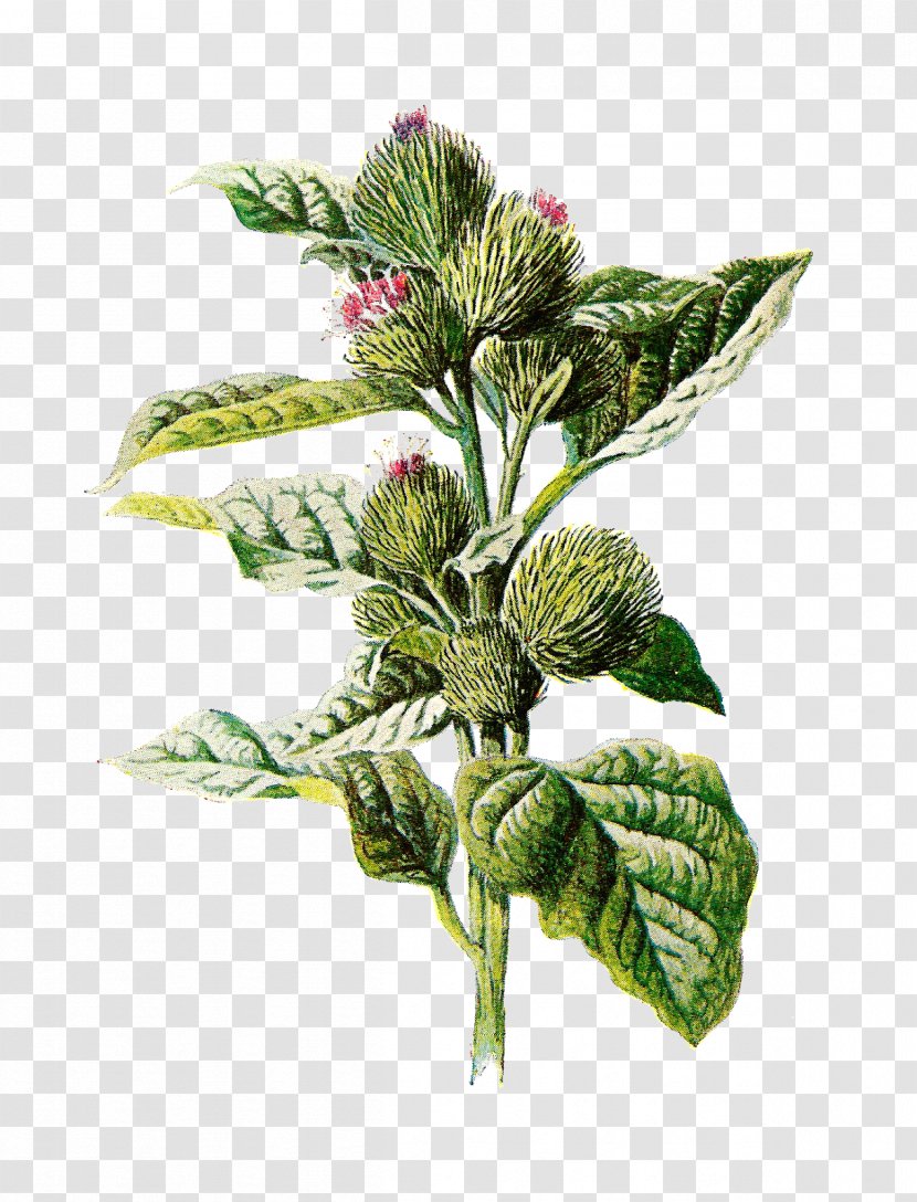 Greater Burdock Drawing Flower Clip Art - Botanical Illustration Transparent PNG