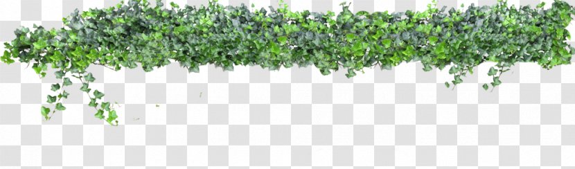 Animaatio Rendering Clip Art - Tree - Hanging Vine Transparent PNG