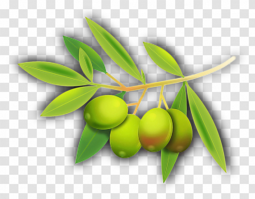 Plant Leaf Fruit Olive Tree Transparent PNG