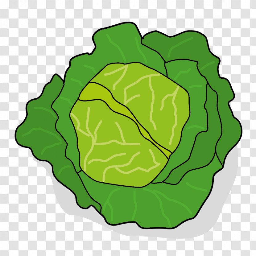 Leaf Vegetable Chou Cabbage - Plant Transparent PNG
