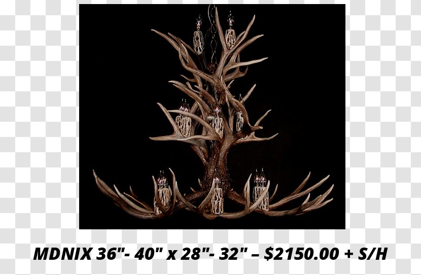 White-tailed Deer Moose Elk Mule - Antler Transparent PNG